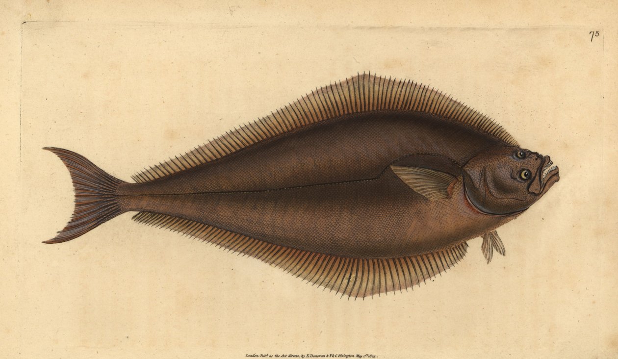 Helleflynder, Hippoglossus hippoglossus. truet. (Holibut, Pleuronectes hippoglossus). Håndfarvet kobberplade tegnet og indgraveret af Edward Donovan fra hans Natural History of British Fishes, Donovan og F.C. og J. Rivington, London af Edward Donovan