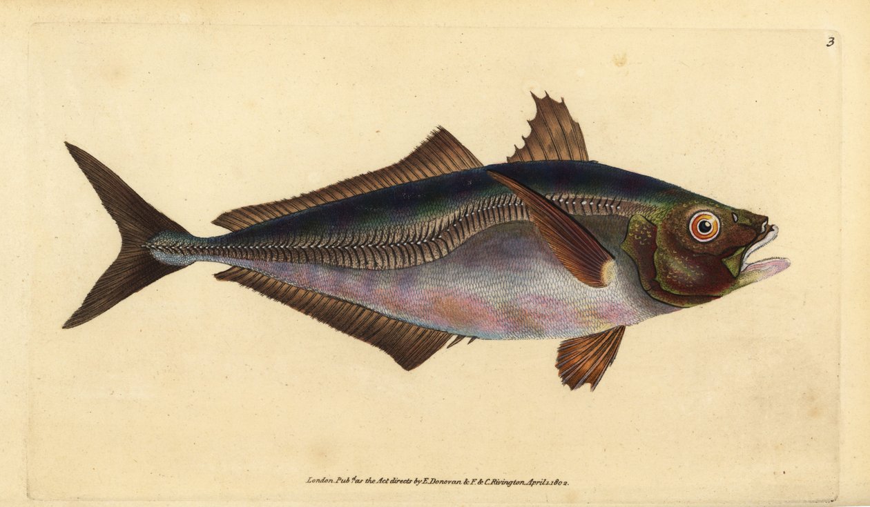 Atlantisk hestemakrel, Trachurus trachurus (Scad, Scomber trachurus). Håndfarvet kobberplade tegnet og indgraveret af Edward Donovan fra hans Natural History of British Fishes, Donovan og F.C. og J. Rivington, London af Edward Donovan