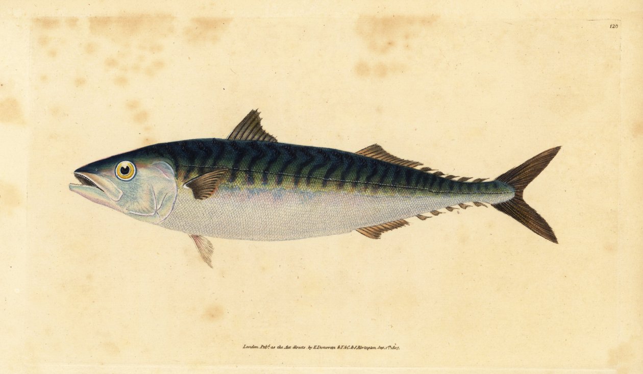 Atlantisk makrel, Scomber scombrus (Mackarel, Scomber scomber). Håndfarvet kobberplade tegnet og indgraveret af Edward Donovan fra hans Natural History of British Fishes, Donovan og F.C. og J. Rivington, London af Edward Donovan