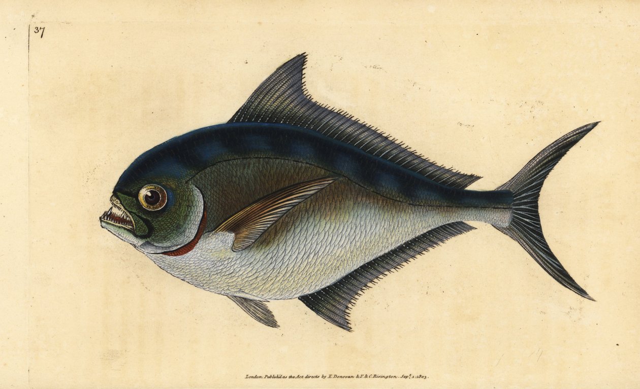 Atlanterhavspomfret, Brama brama (Rays tandede forgyldte hoved, Sparus raii). Håndfarvet kobberplade tegnet og indgraveret af Edward Donovan fra hans Natural History of British Fishes, Donovan og F.C. og J. Rivington, London af Edward Donovan