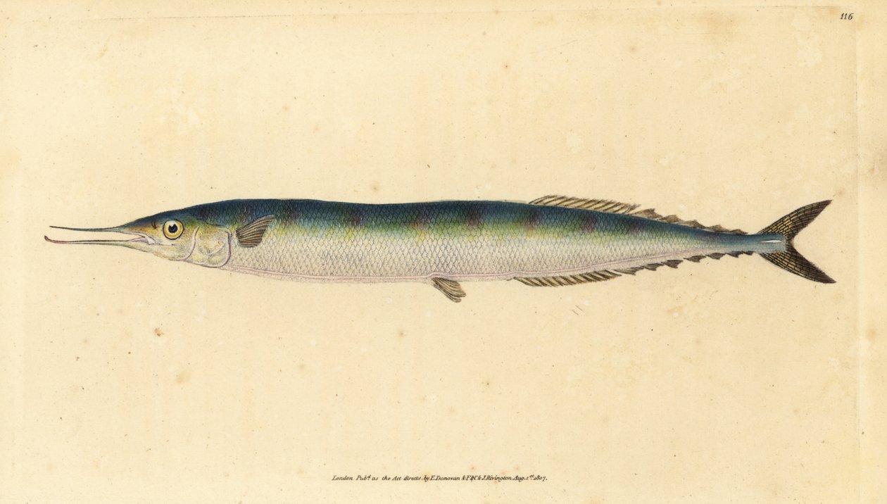 Atlantisk saury, Scomberesox saurus saurus (Skipper gedde, Esox saurus). Håndfarvet kobberplade tegnet og indgraveret af Edward Donovan fra hans Natural History of British Fishes, Donovan og F.C. og J. Rivington, London af Edward Donovan