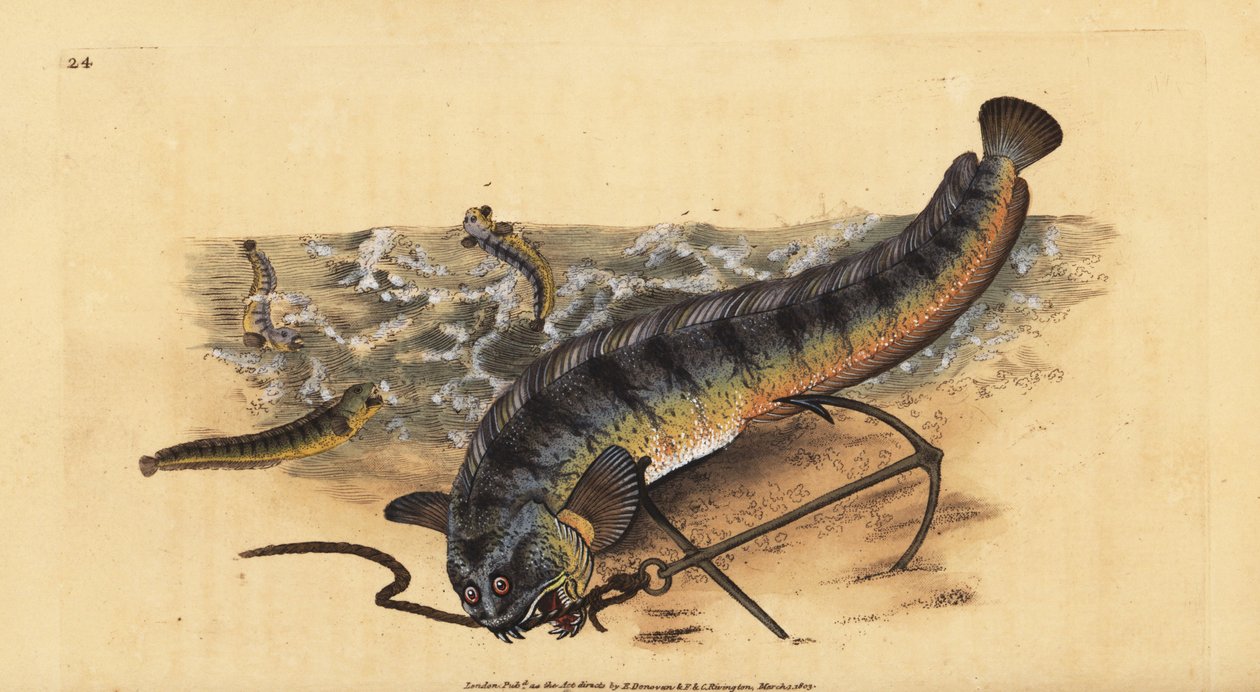 Atlantisk havulv eller stribet havulv, Anarhichas lupus. Håndfarvet kobberplade tegnet og indgraveret af Edward Donovan fra hans Natural History of British Fishes, Donovan og F.C. og J. Rivington, London af Edward Donovan