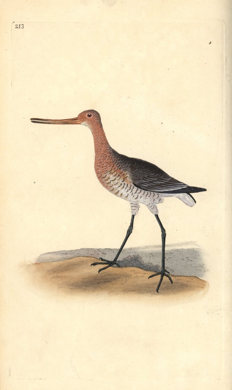 Stanghalespove (hun), Limosa lapponica. Håndfarvet kobberplade tegnet og graveret af Edward Donovan fra hans egen "Natural History of British Birds," London af Edward Donovan