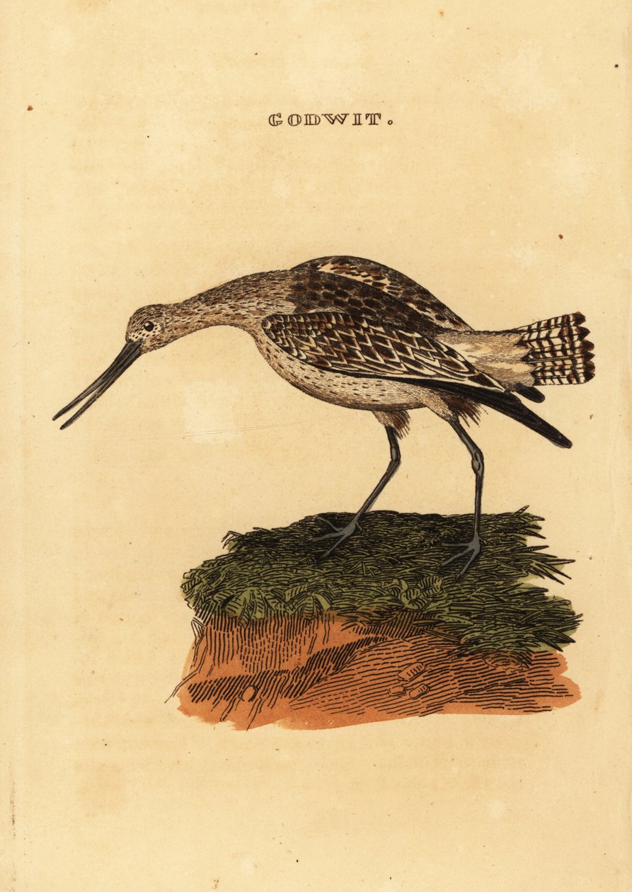 Stanghalespove, Limosa lapponica af Edward Donovan