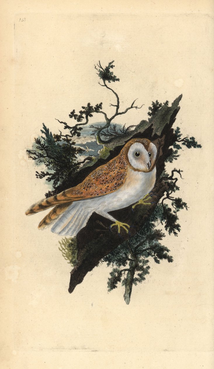 Kirkeugle, Tyto alba. Håndfarvet kobberplade tegnet og graveret af Edward Donovan fra hans egen "Natural History of British Birds," London af Edward Donovan
