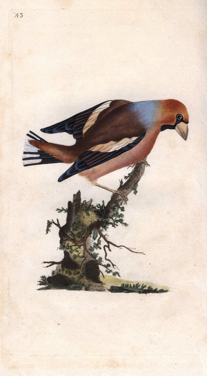 Stort næb knækker kerne. Coccothrausts (Loxia coccothrausts). Kobberstik af Edward Donovan (1768-1837), udgivet i Natural History of British Birds, London af Edward Donovan