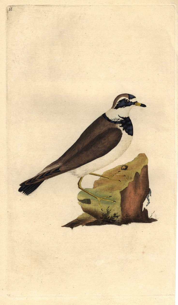 Stort grus. Charadrius hiaticula. Kobberstik af Edward Donovan (1768-1837), udgivet i Natural History of British Birds, London af Edward Donovan
