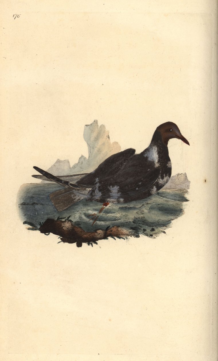 Sorthovedet måge, Chroicocephalus ridibundus, i sommerfjerdragt med brunt hoved. Håndfarvet kobberplade tegnet og graveret af Edward Donovan fra hans egen "Natural History of British Birds," London af Edward Donovan
