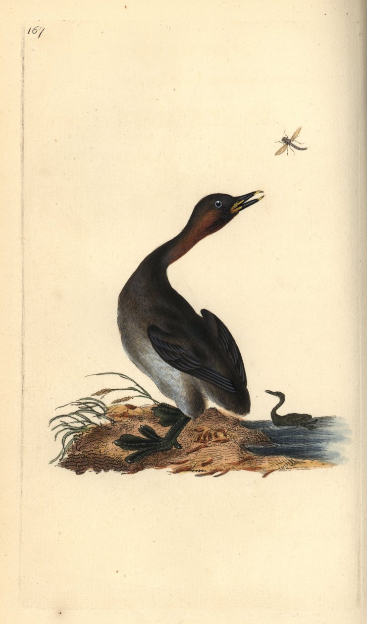 Sort hagedykker, Podiceps hebridicus. (Lille lappedykker, Tachybaptus ruficollis?) Håndfarvet kobberplade tegnet og graveret af Edward Donovan fra hans egen "Natural History of British Birds," London af Edward Donovan