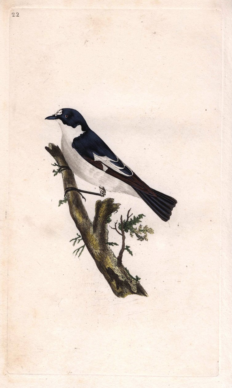 Sort gobbler. Ficedula hypoleuca (Muscicapa atricapilla). Kobberstik af Edward Donovan (1768-1837), udgivet i Natural History of British Birds, London af Edward Donovan