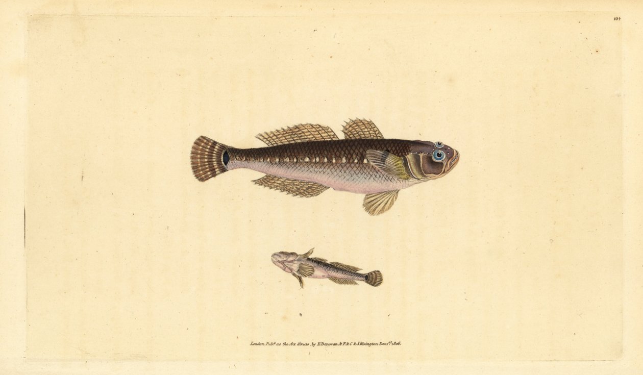 Sort kutling, Gobius niger. Håndfarvet kobberplade tegnet og indgraveret af Edward Donovan fra hans Natural History of British Fishes, Donovan og F.C. og J. Rivington, London af Edward Donovan