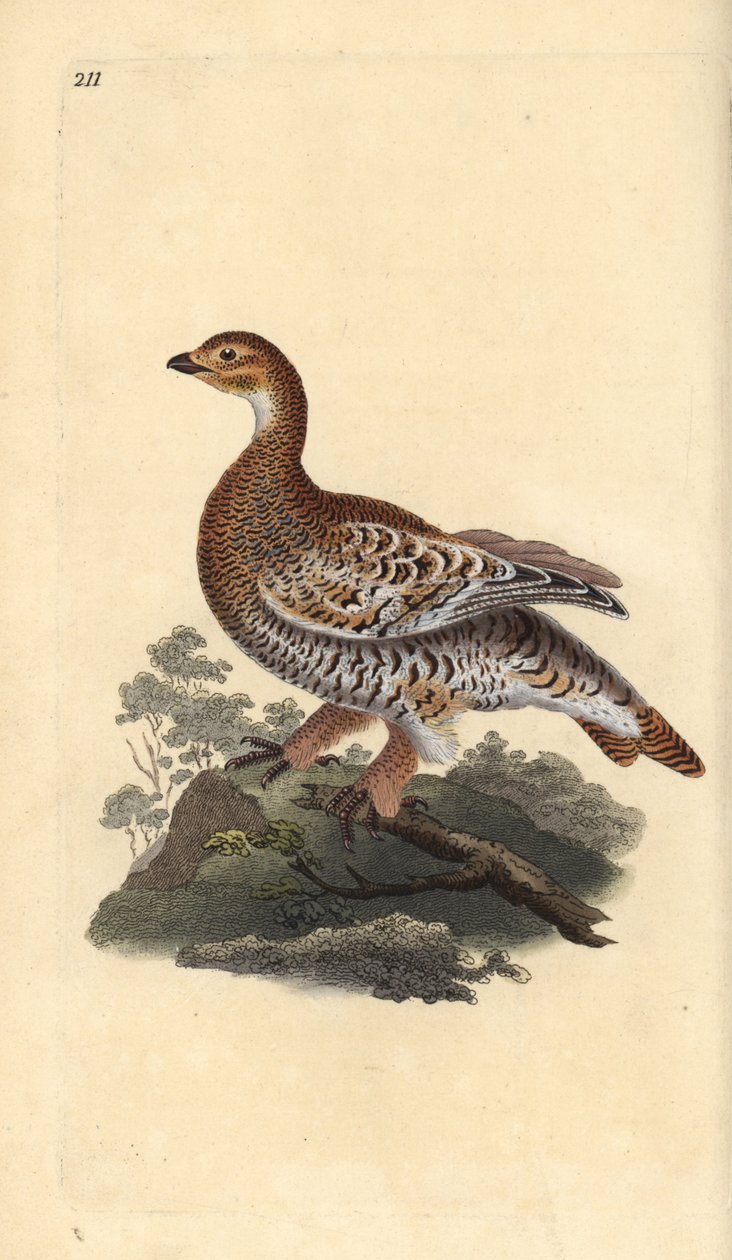 Sorthøne eller sortvildt, Tetrao tetrix. Håndkoloreret kobberstik tegnet og graveret af Edward Donovan efter hans egen "Natural History of British Birds", London af Edward Donovan