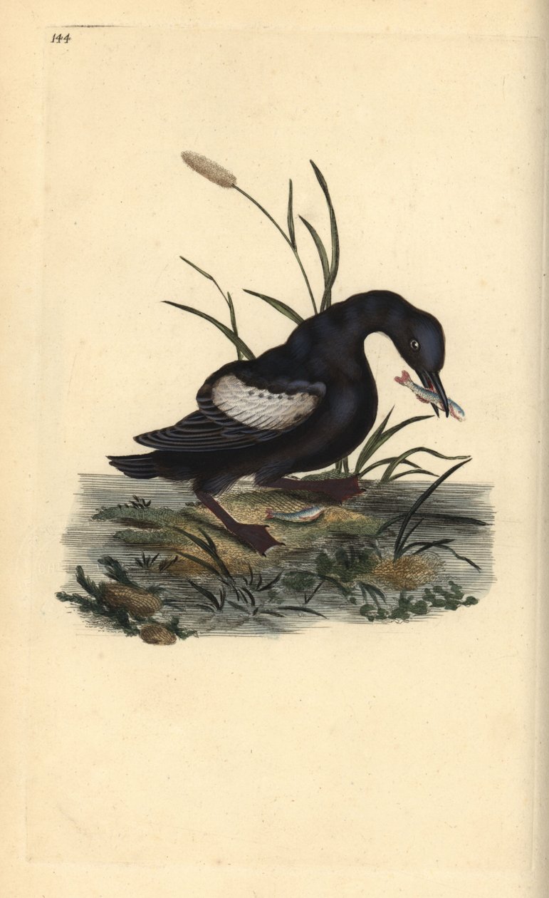 Sort lomvi eller tystie, Cepphus grylle, med fisk i næbbet. Håndfarvet kobberplade tegnet og graveret af Edward Donovan fra hans egen "Natural History of British Birds," London af Edward Donovan
