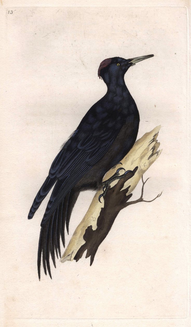 Sort top. Dryocopus martius (Picus martius). Kobberstik af Edward Donovan (1768-1837), udgivet i Natural History of British Birds, London af Edward Donovan