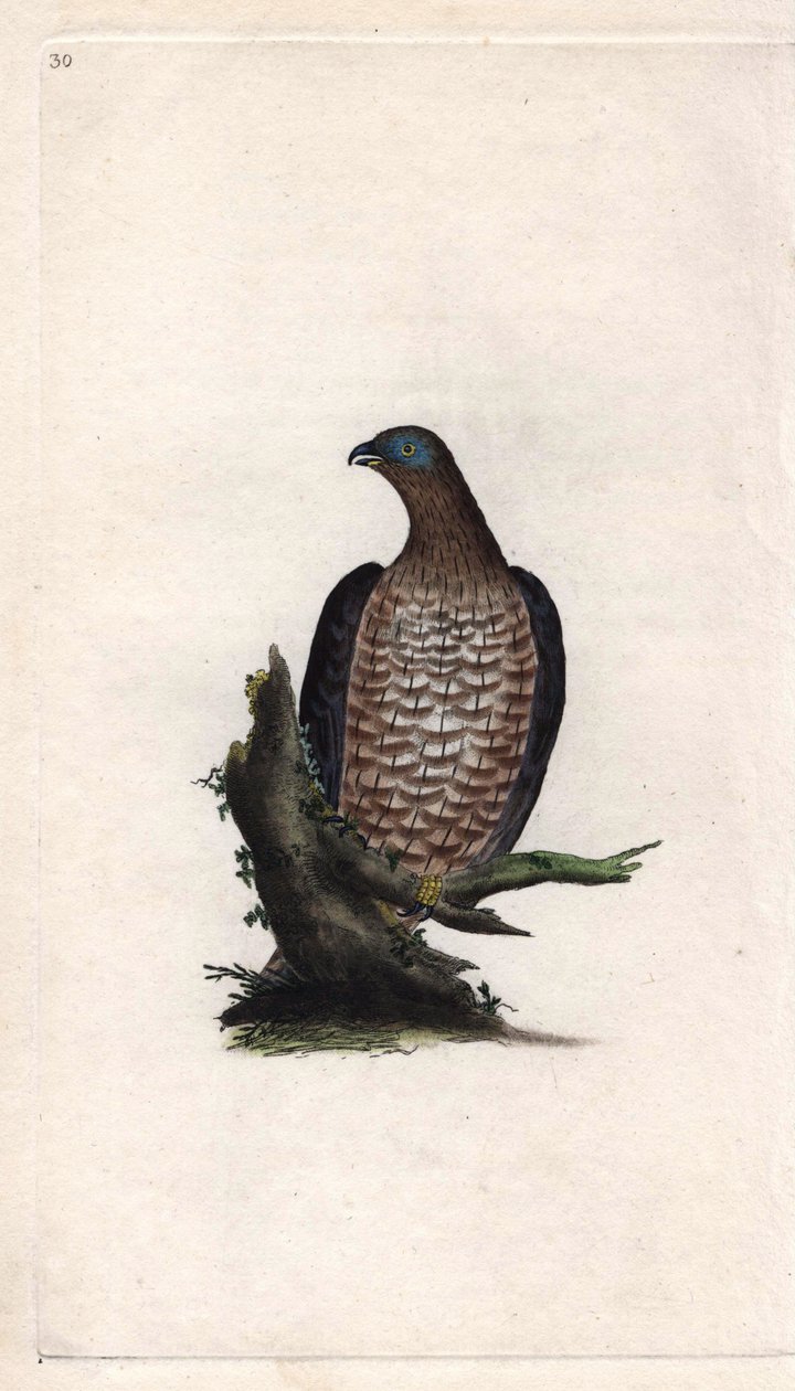 Bondree er ivrig. Pernis apivorus (Falco apivorus). Kobberstik af Edward Donovan (1768-1837), udgivet i Natural History of British Birds, London af Edward Donovan
