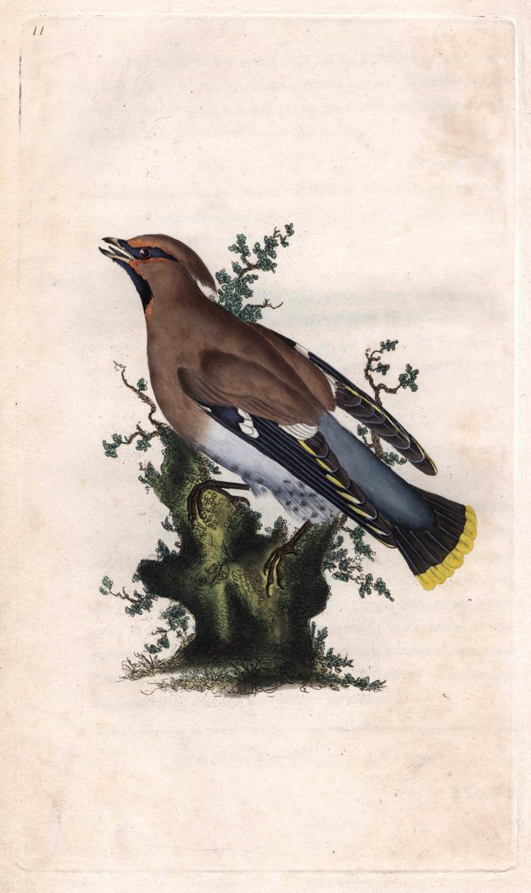 Boreal jaspis. Bombycilla garrulus (Ampelis garrulus). Kobberstik af Edward Donovan (1768-1837), udgivet i Natural History of British Birds, London af Edward Donovan