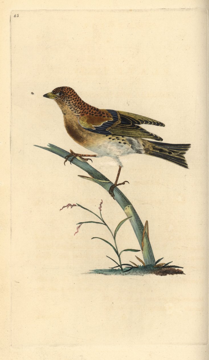 Brambling, Fringilla montifringilla. Håndfarvet kobberplade tegnet og graveret af Edward Donovan fra hans egen "Natural History of British Birds," London af Edward Donovan