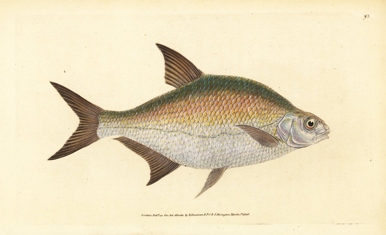 Brasen, Abramis brama (Cyprinus brama). Håndfarvet kobberplade tegnet og indgraveret af Edward Donovan fra hans Natural History of British Fishes, Donovan og F.C. og J. Rivington, London af Edward Donovan