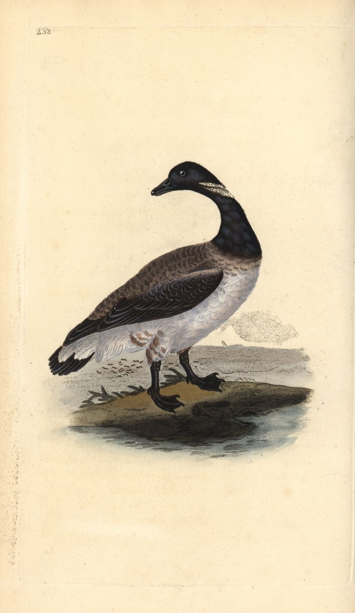 Brentgås, Branta bernicla. Håndfarvet kobberplade tegnet og graveret af Edward Donovan fra hans egen "Natural History of British Birds," London af Edward Donovan