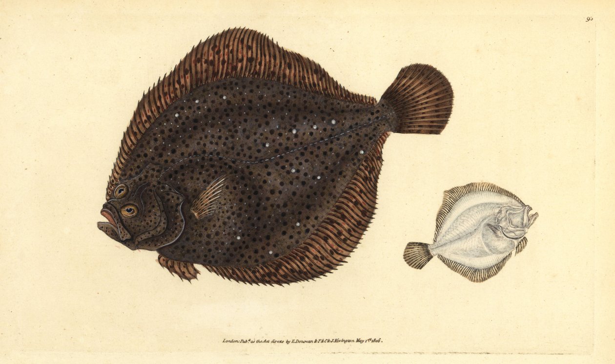 Brill eller perle, Scophthalmus rhombus (Pleuronectes rhombus). Håndkoloreret kobberstik tegnet og graveret af Edward Donovan fra hans Natural History of British Fishes, Donovan and F.C. and J. Rivington, London af Edward Donovan