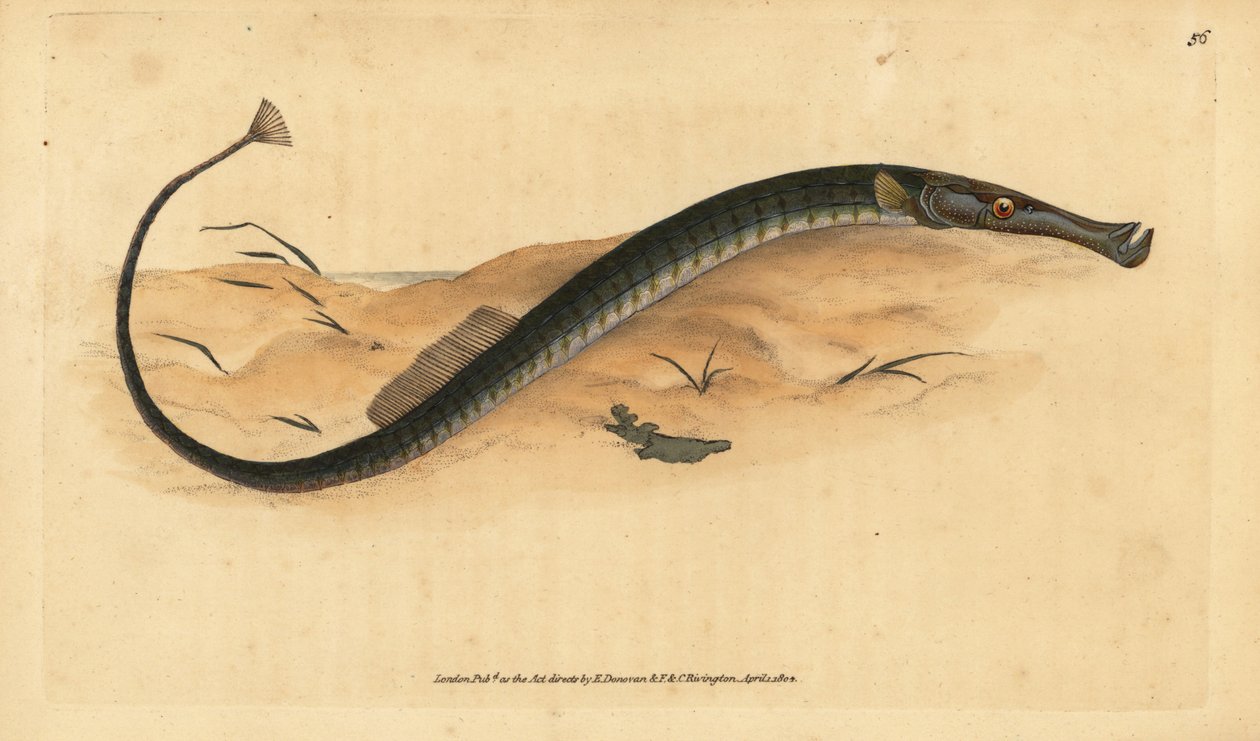 Brednæset eller kortere rørfisk. Syngnathus typhle. Håndkoloreret kobberstik tegnet og graveret af Edward Donovan fra hans Natural History of British Fishes, Donovan and F.C. and J. Rivington, London af Edward Donovan