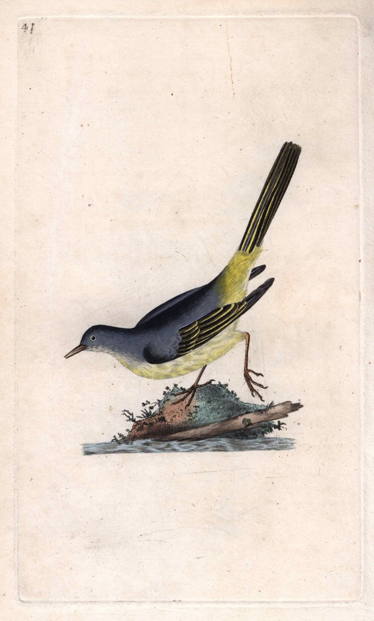 Brook Shepherd. Motacilla cinerea (Motacilla boarula). Kobberstik af Edward Donovan (1768-1837), udgivet i Natural History of British Birds, London af Edward Donovan
