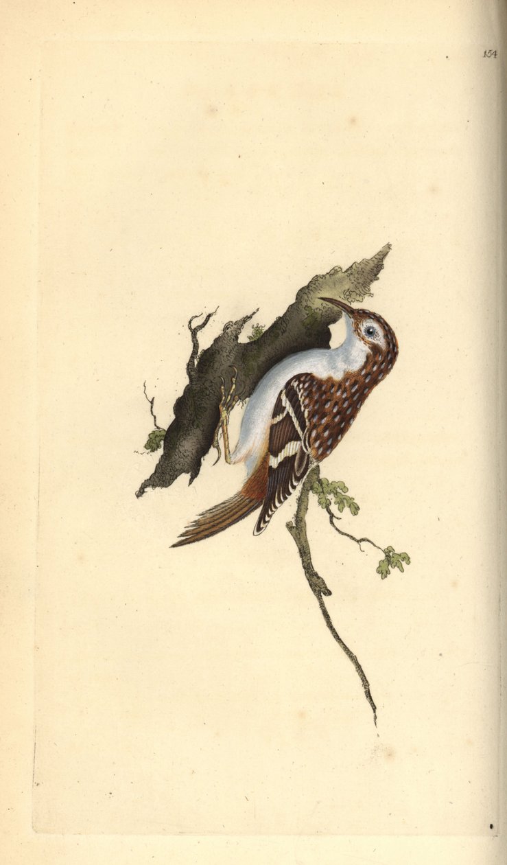 Brun slyngplante, Certhia familiaris. Håndfarvet kobberplade tegnet og graveret af Edward Donovan fra hans egen "Natural History of British Birds," London af Edward Donovan