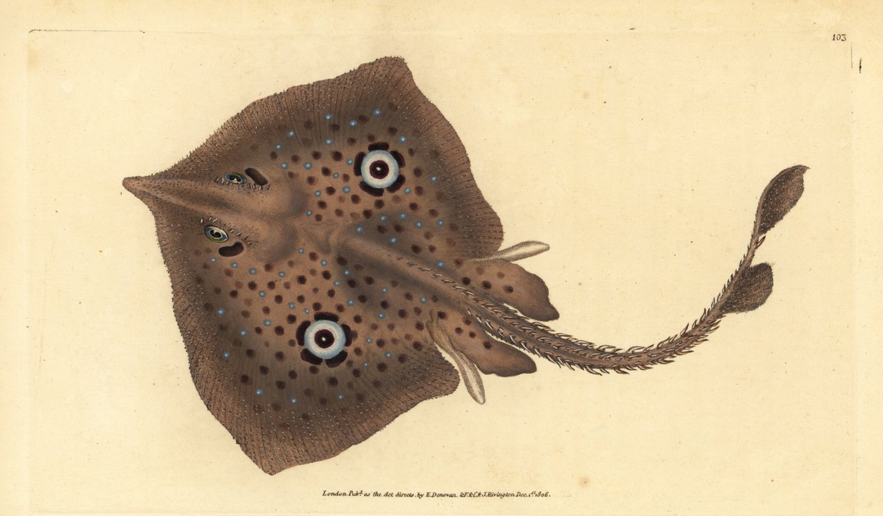 Brun skøjte eller spejlstråle, Raja miraletus. Håndfarvet kobberplade tegnet og indgraveret af Edward Donovan fra hans Natural History of British Fishes, Donovan og F.C. og J. Rivington, London af Edward Donovan