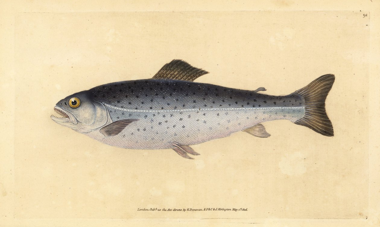Ørred, Salmo trutta (Sewen, Salmo cambricus). Håndfarvet kobberplade tegnet og indgraveret af Edward Donovan fra hans Natural History of British Fishes, Donovan og F.C. og J. Rivington, London af Edward Donovan