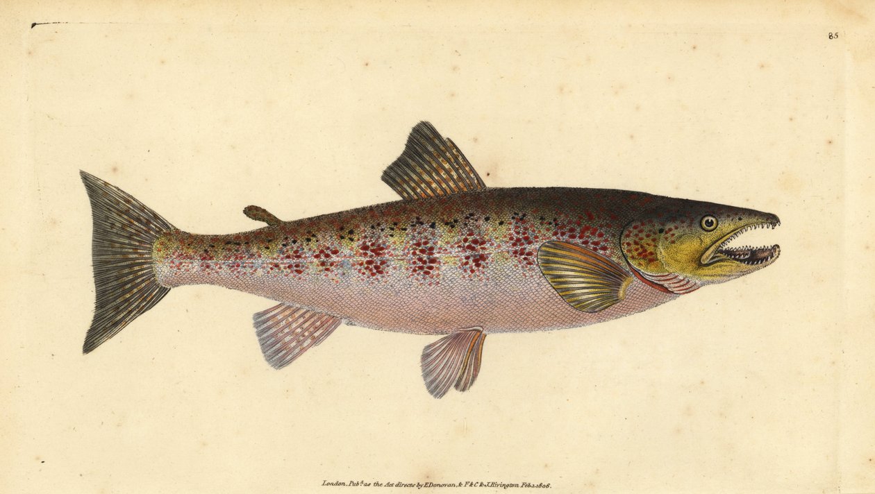 Ørred, Salmo trutta fario (Ørred, Salmo fario). Håndfarvet kobberplade tegnet og indgraveret af Edward Donovan fra hans Natural History of British Fishes, Donovan og F.C. og J. Rivington, London af Edward Donovan