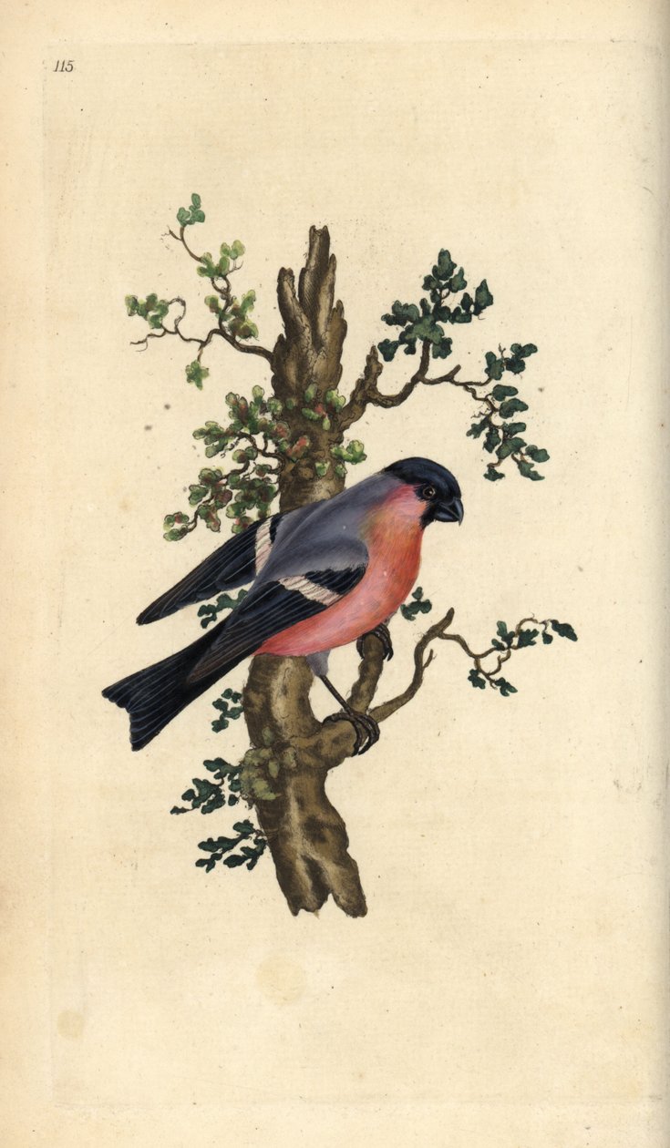Bullfinch, Pyrrhula pyrrhula. Håndfarvet kobberplade tegnet og graveret af Edward Donovan fra hans egen "Natural History of British Birds," London af Edward Donovan