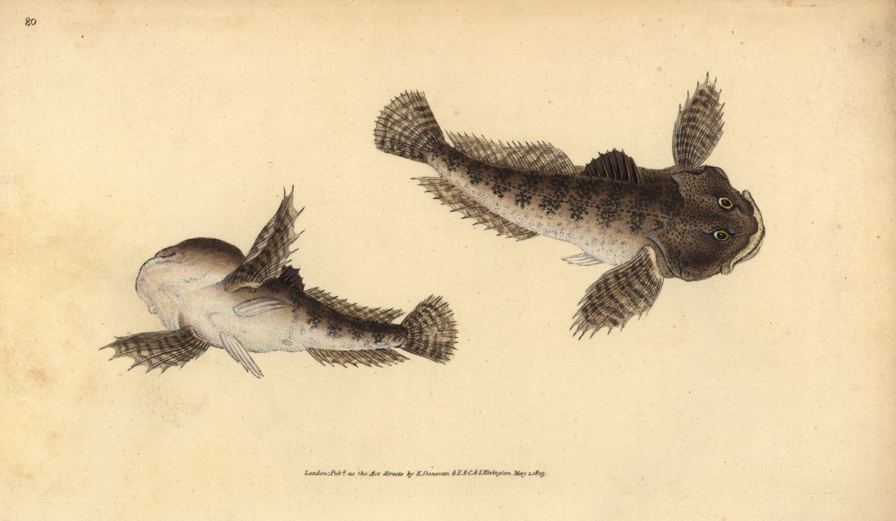 Tyrehoved, Cottus gobio (Tyrehoved af floden). Håndfarvet kobberplade tegnet og indgraveret af Edward Donovan fra hans Natural History of British Fishes, Donovan og F.C. og J. Rivington, London af Edward Donovan