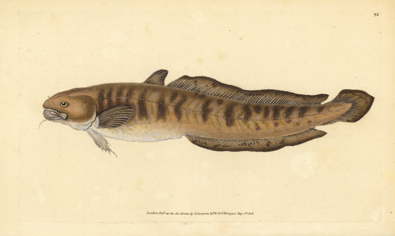 Pighvar, Lota lota (Gadus lota). Håndkoloreret kobberstik tegnet og graveret af Edward Donovan fra hans Natural History of British Fishes, Donovan and F.C. and J. Rivington, London af Edward Donovan