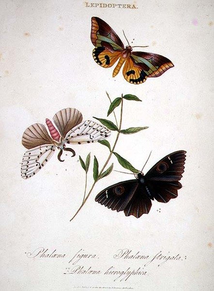 Sommerfugle: Phalaena Figura; Phalaena Strigata og Phalaena Hieroglyphica, pub. af kunstneren af Edward Donovan