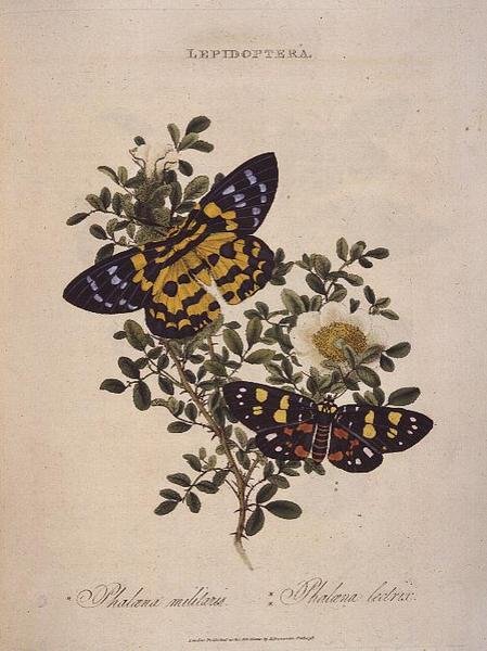 Sommerfugle: Phalaena Militaris, Phalaena Lectrix, pub. af kunstneren af Edward Donovan