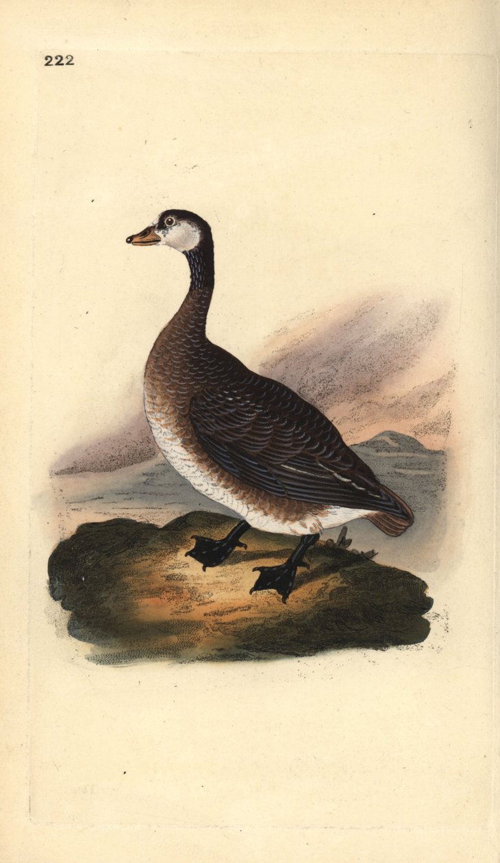 Canadagås, Branta canadensis. Håndfarvet kobberplade tegnet og graveret af Edward Donovan fra hans egen "Natural History of British Birds," London af Edward Donovan