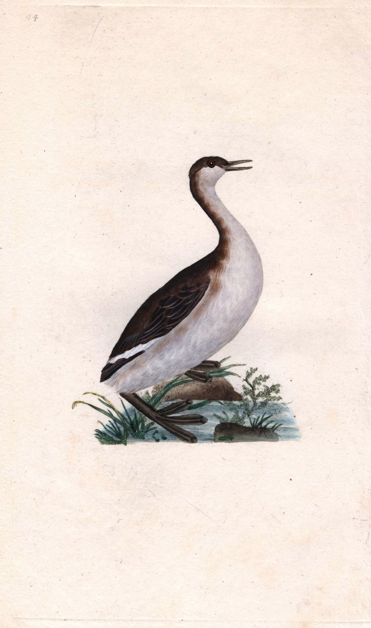 Castagny lappedykker. Tachybaptus ruficollis (Podiceps nigricans). Kobberstik af Edward Donovan (1768-1837), udgivet i Natural History of British Birds, London af Edward Donovan