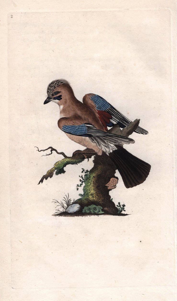 Chenes Jay. Garrulus glandarius (Corvus glandarius). Kobberstik af Edward Donovan (1768-1837), udgivet i Natural History of British Birds, London af Edward Donovan