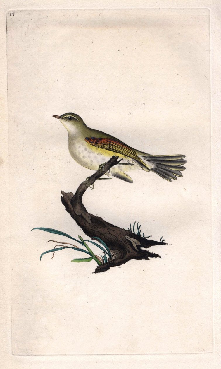 Kylling fitis. Phylloscopus trochilus (Motacilla trochilus). Kobberstik af Edward Donovan (1768-1837), udgivet i Natural History of British Birds, London af Edward Donovan