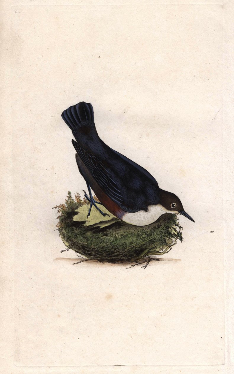 Cincle dykker. Cinclus cinclus (Sturnus cinclus). Kobberstik af Edward Donovan (1768-1837), udgivet i Natural History of British Birds, London af Edward Donovan