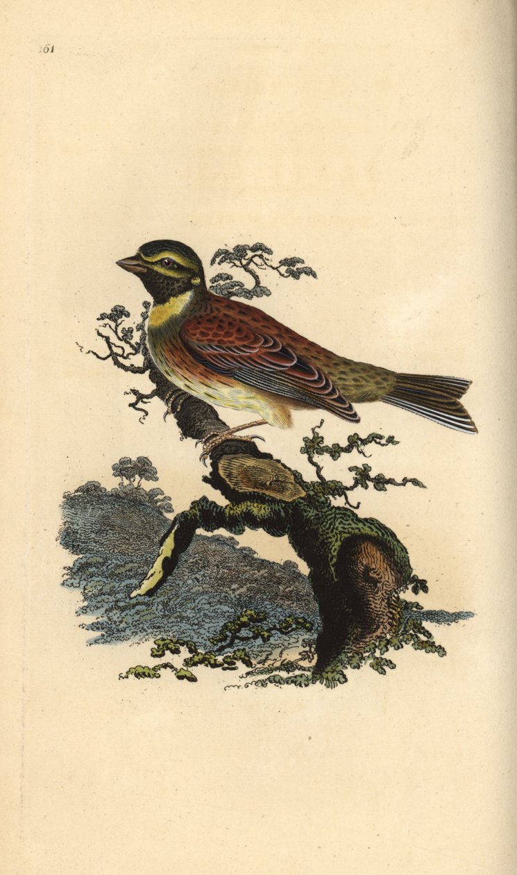 Rundspurv, Emberiza cirlus. Håndfarvet kobberplade tegnet og graveret af Edward Donovan fra hans egen "Natural History of British Birds," London af Edward Donovan