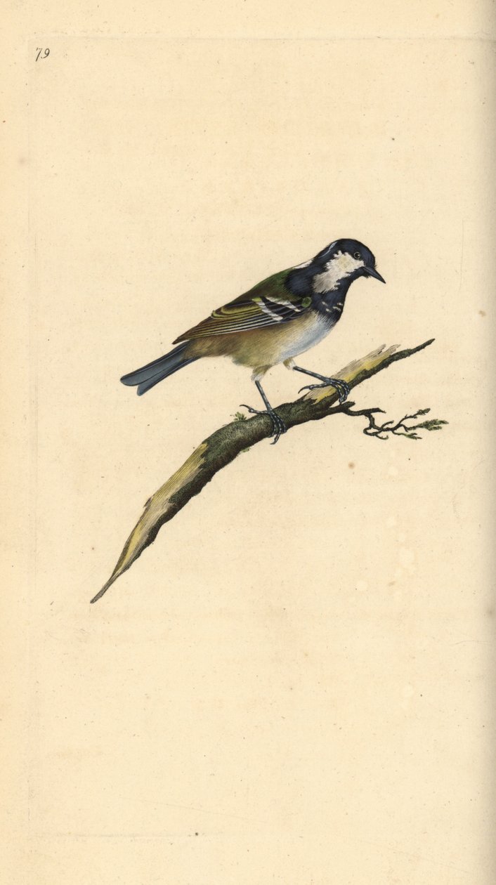 Kul det, Periparus ater. Håndkoloreret kobberstik tegnet og graveret af Edward Donovan efter hans egen "Natural History of British Birds", London af Edward Donovan