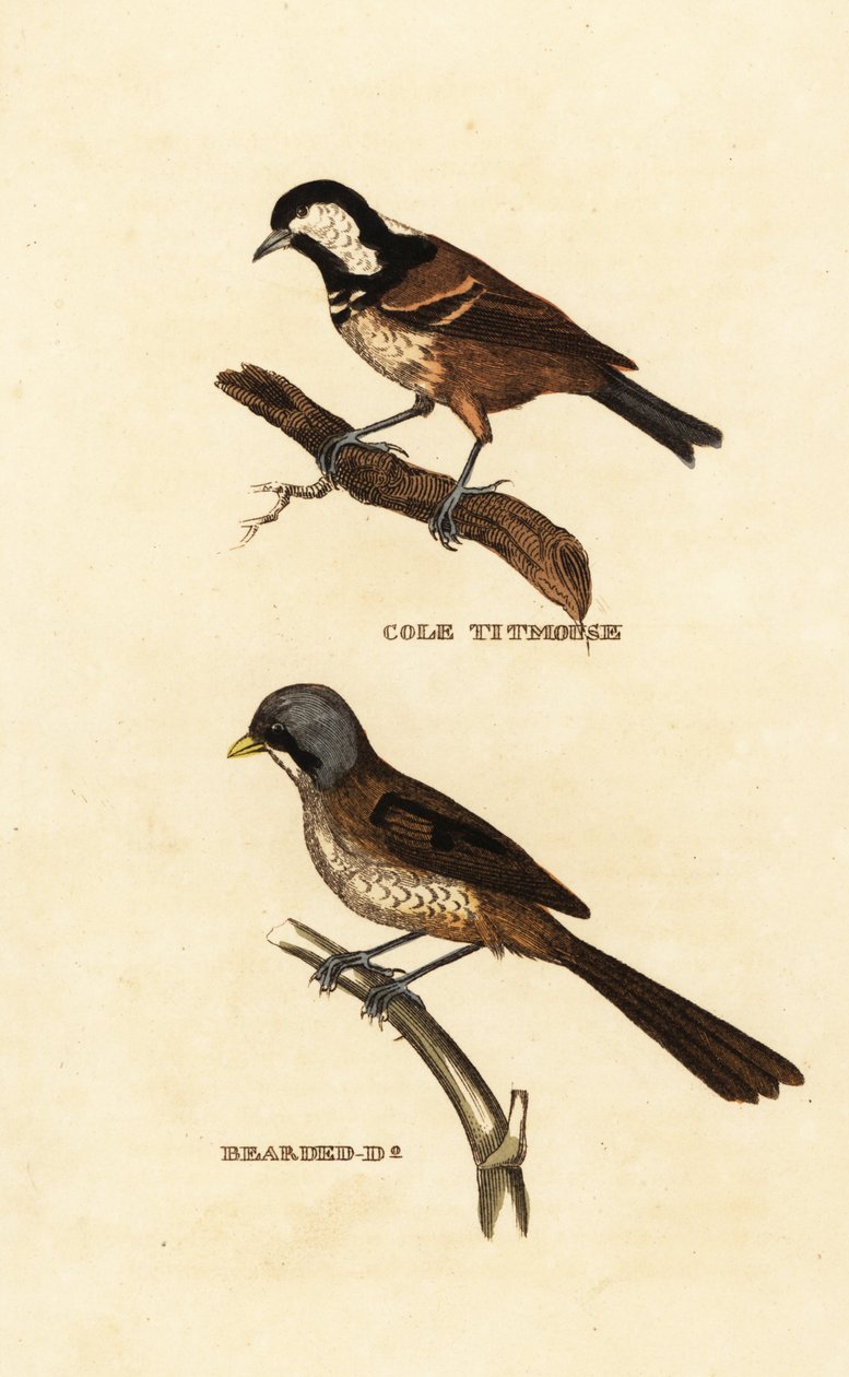 Kulmejse, Parus ater og skægget slyngel, Panurus biarmicus af Edward Donovan