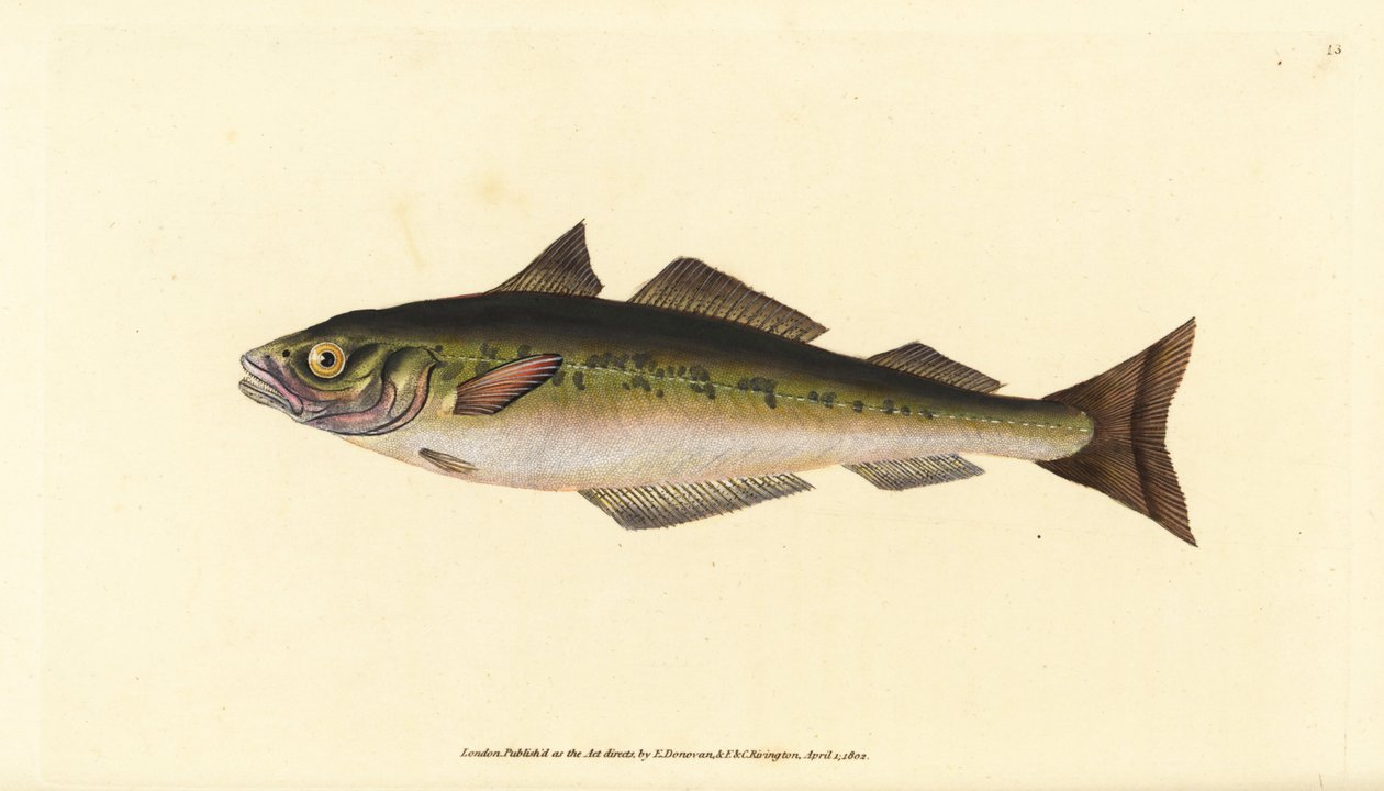 Sej eller sej, Pollachius virens (Gadus carbonarius). Håndfarvet kobberplade tegnet og indgraveret af Edward Donovan fra hans Natural History of British Fishes, Donovan og F.C. og J. Rivington, London af Edward Donovan