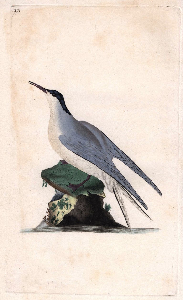 Tornskade. Sterna hirundo. Kobberstik af Edward Donovan (1768-1837), offentliggjort i Histoire naturelle des oiseaux britanniques, London af Edward Donovan
