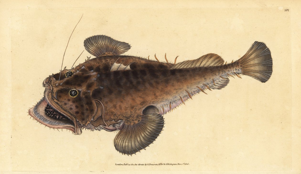 Almindelig lystfisk, Lophius piscatorius. Håndfarvet kobberplade tegnet og indgraveret af Edward Donovan fra hans Natural History of British Fishes, Donovan og F.C. og J. Rivington, London af Edward Donovan