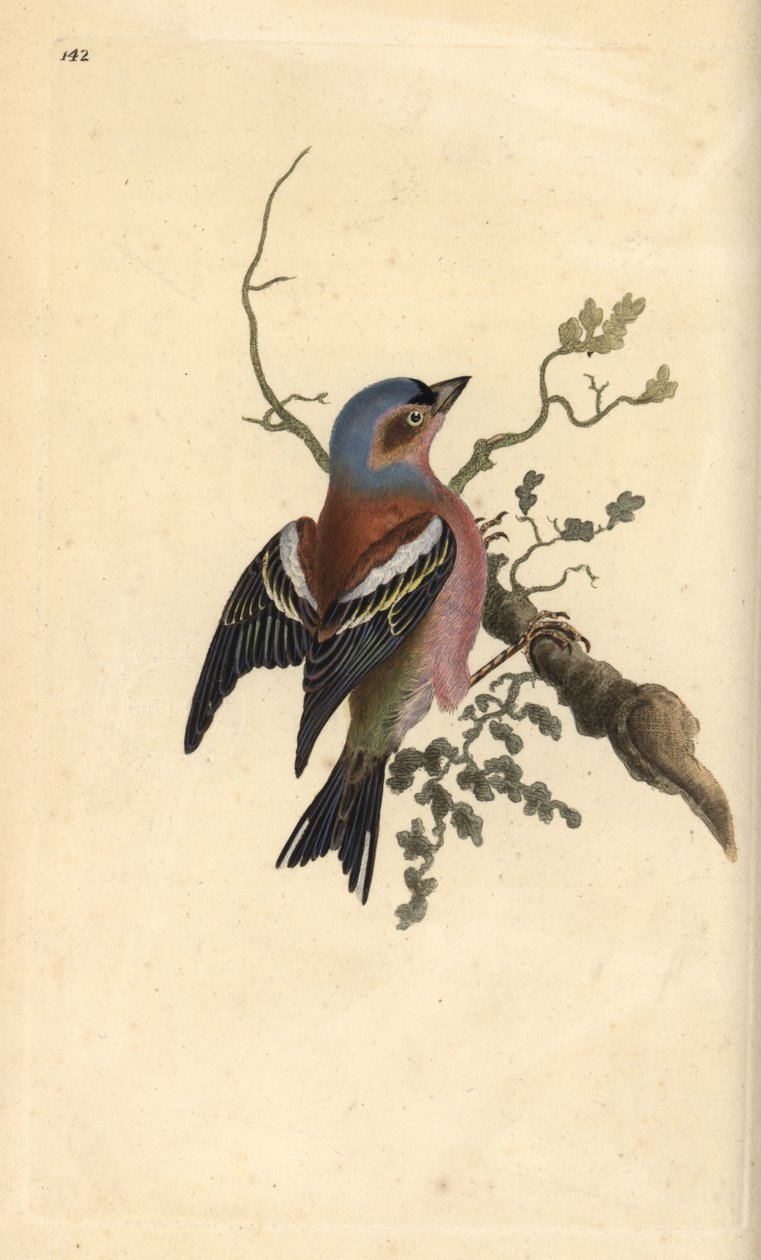 Almindelig bogfinke, Fringilla coelebs. Håndkoloreret kobberstik tegnet og graveret af Edward Donovan efter hans egen "Natural History of British Birds", London af Edward Donovan