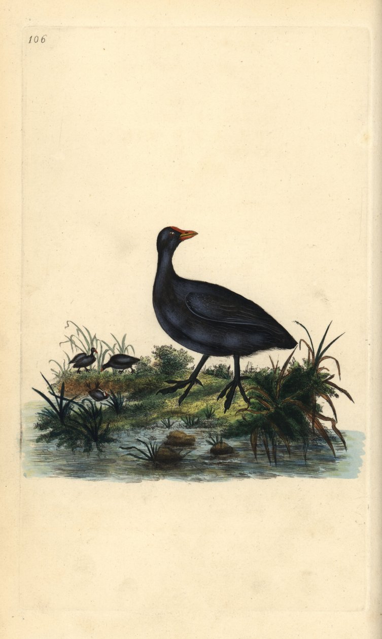 Almindelig hønsehøne, Fulica atra. Håndfarvet kobberplade tegnet og graveret af Edward Donovan fra hans egen "Natural History of British Birds," London af Edward Donovan