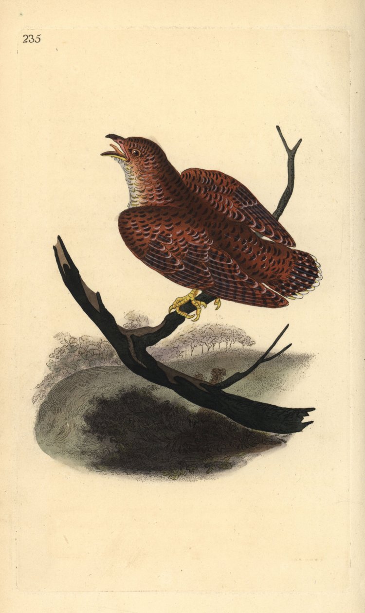 Almindelig gøg (ung), Cuculus canorus. Håndfarvet kobberplade tegnet og graveret af Edward Donovan fra hans egen "Natural History of British Birds," London af Edward Donovan