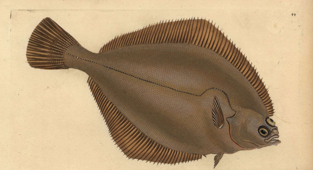 Almindelig klat, Limanda limanda (Pleuronectes limanda). Håndfarvet kobberplade tegnet og indgraveret af Edward Donovan fra hans Natural History of British Fishes, Donovan og F.C. og J. Rivington, London af Edward Donovan